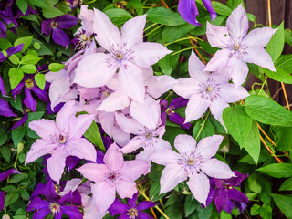 Mauve and purple clematis climbing a fence.