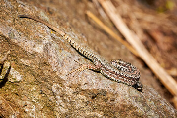 Common wall lizard sunbathing on a rock in the morning (Podarcis Muralis)