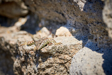 Common wall lizard sunbathing on a rock in the morning (Podarcis Muralis)