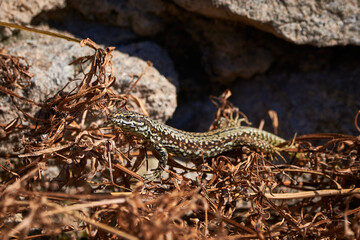 Common wall lizard sunbathing in the morning (Podarcis Muralis)