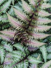 Ferns Abstract. Close-up of ferns in a garden.