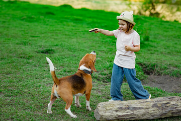 Naklejka na ściany i meble beautiful little girl, walking with an active young dog, beagle breed, walking in summer, on a sunny day