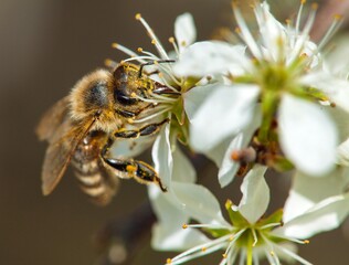 bee or honeybee on white plum tree flower