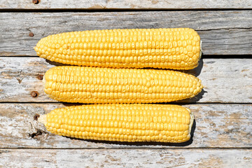 Fresh sweet corn cobs on the wooden table.