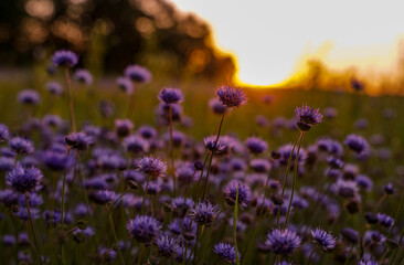 Wildblumenwiese im Sonnenuntergang