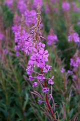 Schottische Wildblume (Schmalblättriges Weidenröschen)