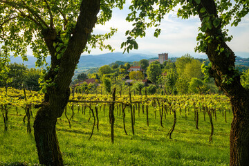 The rows of the vineyard of the castles of Romeo and Juliet in the province of Vicenza in...
