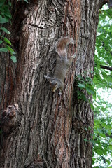 Eichhörnchen am Baum