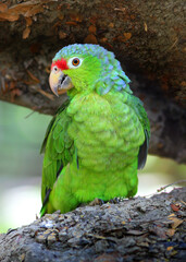Red-lored Amazon Parrot, a green bird with a bit of Red