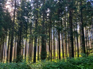 The Polish Tatras, the road to Morskie Oko, the landscape of Polish nature, mountains and trees