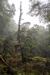 Fototapeta premium Hiking the Ngamoko track in Waikaremoana, New Zealand