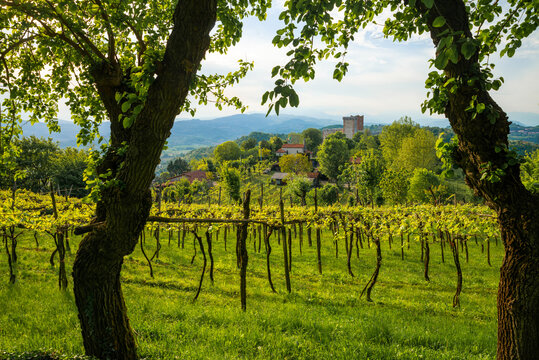 The rows of the vineyard of the castles of Romeo and Juliet in the province of Vicenza in Montecchio Maggiore. Blue sky clouds at sunset over the Venetian countryside, Vicenza Veneto Italy Europe.
