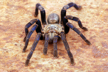 Cobalt Blue Tarantula (Haplopelma lividum).