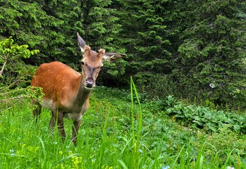 deer in the grass, Polish Tatras