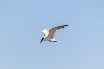 One single caspian tern (Hydroprogne caspia) flys over the marsh at Edwin B. Forsythe National Wildlife Refuge, New Jersey, USA