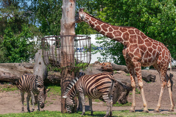 giraffes and zebras, wild African animals at the zoo in Wroclaw Poland