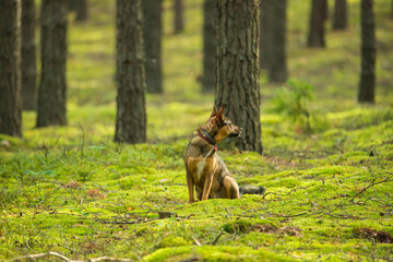 Pies siedzący na mchu w lesie, na tle drzew, oglądający się do tyłu. - obrazy, fototapety, plakaty