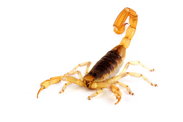 Desert Hairy Scorpion (Hadrurus arizonensis).