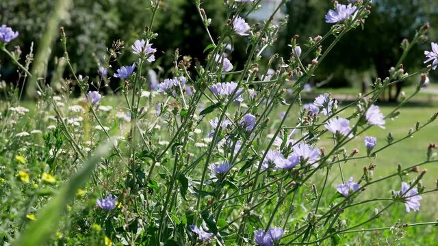 Cichorium intybus blue flowers in natural background