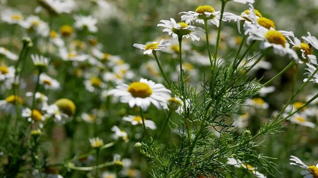 Matricaria chamomilla flowers (daisy white flower) . Matricaria chamomilla is a medicinal plant.
