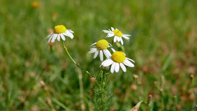 Matricaria chamomilla flowers (daisy white flower) . Matricaria chamomilla is a medicinal plant.