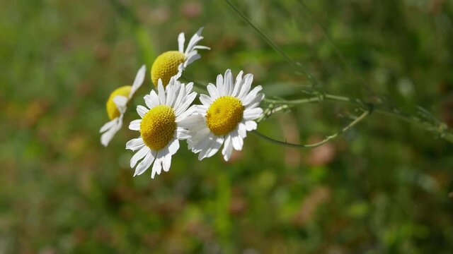 Matricaria chamomilla flowers on the field in the summer. Matricaria chamomilla is a medicinal plant.