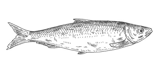 Whole fresh fish herring on white. Vintage engraving monochrome black illustration.