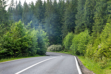 Fototapeta na wymiar Empty road in green summer forest