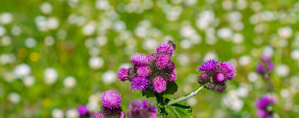 purple crocus flowers