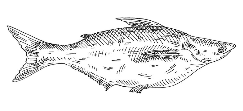 Whole fresh fish pangasius on white. Vintage engraving monochrome black illustration.