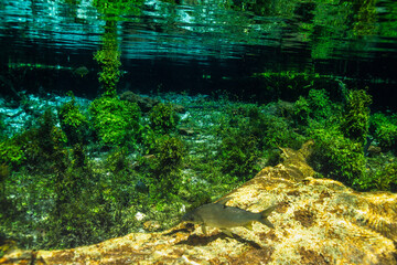 Pantanal - MS -Brasil