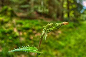 in the Massetal near Oelze in Thuringia