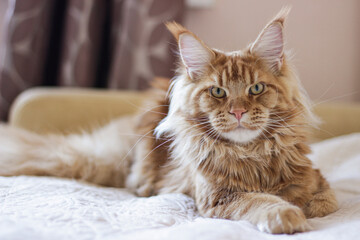 Red Maine Coon Cat. Closed up of domestic Big Mainecoon kitten