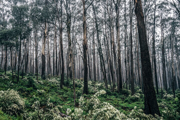 Trees and undergrowth in remote Australian bush