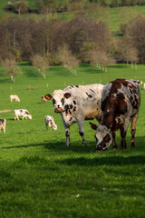 Animal ferme vache 542