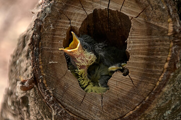 Small bird in a nest inside a tree