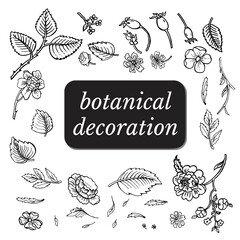 Black and white botanical set template with flowers and leaves