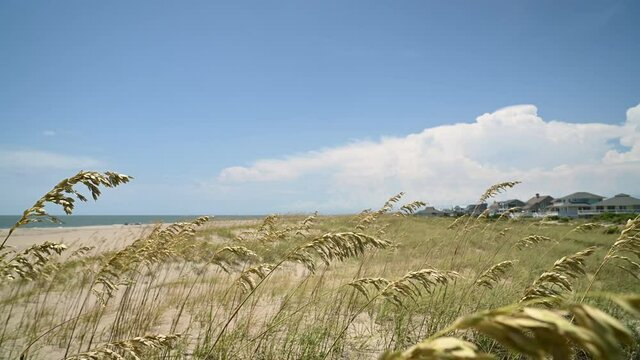 Marram Grass in the Breeze