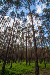 Obraz premium pine trees in the forest