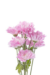pink chrysanthemums on a white background