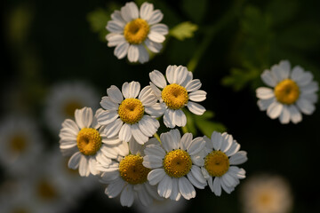 Fototapeta premium Tanacetum parthenium - feverfew
