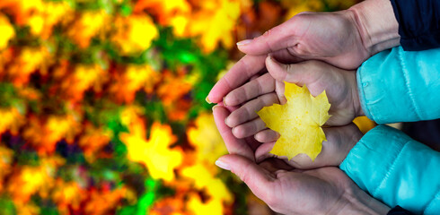 Autumn yellow maple leaf close-up in the hands of a child and a woman. Autumn landscape background. Good autumn mood in early October