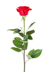 Beautiful red rose with long stem isolated on white background