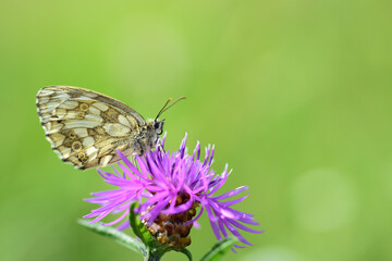 Close-up of a butterfly (Melanargia galathea) sitting on a purple flower against a green background in the sunshine