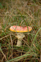 Toxic mushroom Amanita or Fly Agaric Fungi on the Forest floor in tall green grass. Vertical natural autumnal background.