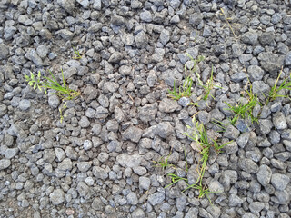 Grass grows through the granite chips on the road.