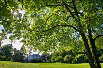 New growth of maple tree in the public park.