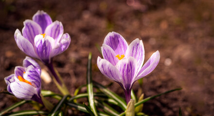 Pink flowers on a natural blurred background