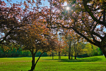 Naklejka premium Crab apple trees in full bloom in springtime