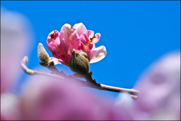 Magnolia flower bud blossom with blue sky background